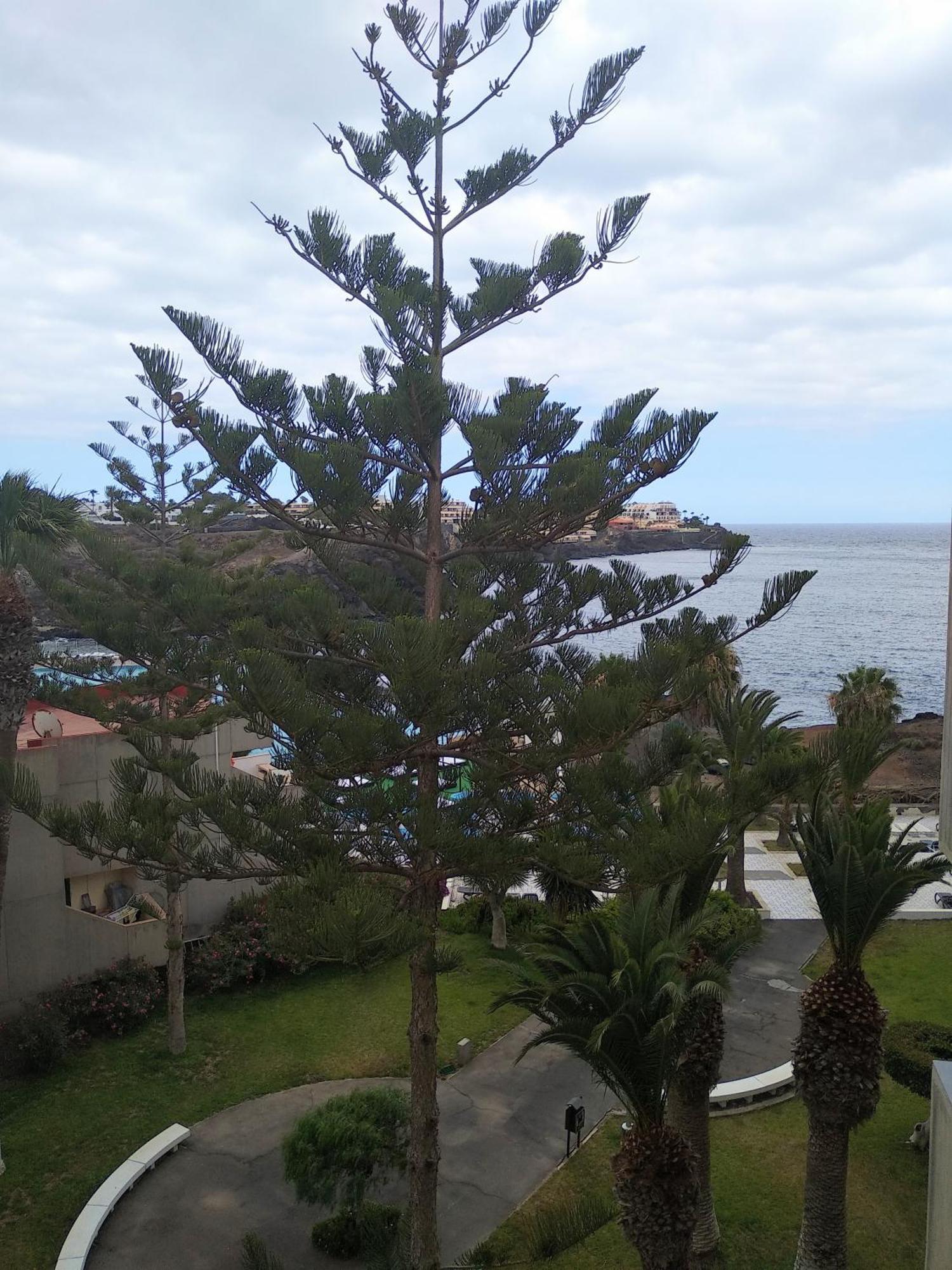 Garden View Apartment In Las Galletas Arona  Dış mekan fotoğraf